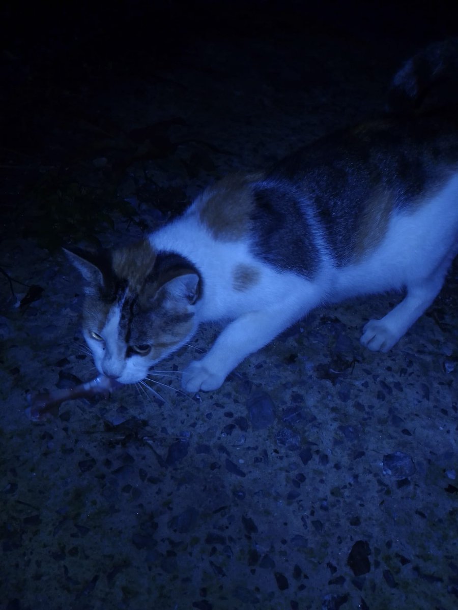 birdeevindelisi's tweet photo. Açlıktan yerde bulduğu kemikleri yemeye çalışıyordu. Doğurmuş, bebekleri ölmüş 😭
Karnını doyurdum ama kısırlaşması gerekiyor. 
Kısırlaştırma ücreti için 7 kişi 500 TL destek olursa hayatı kurtulur, bundan sonra sadece kendisi için yaşar. 
Paylaşır mısınız? https://t.co/je4uEnZOWV