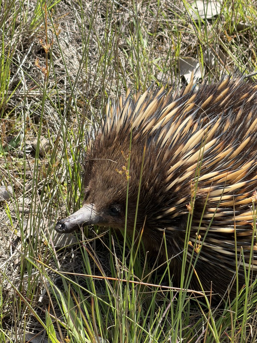 mrngunnawal's tweet photo. Bush walking with the Burruguun https://t.co/OPnHOvVw0R
