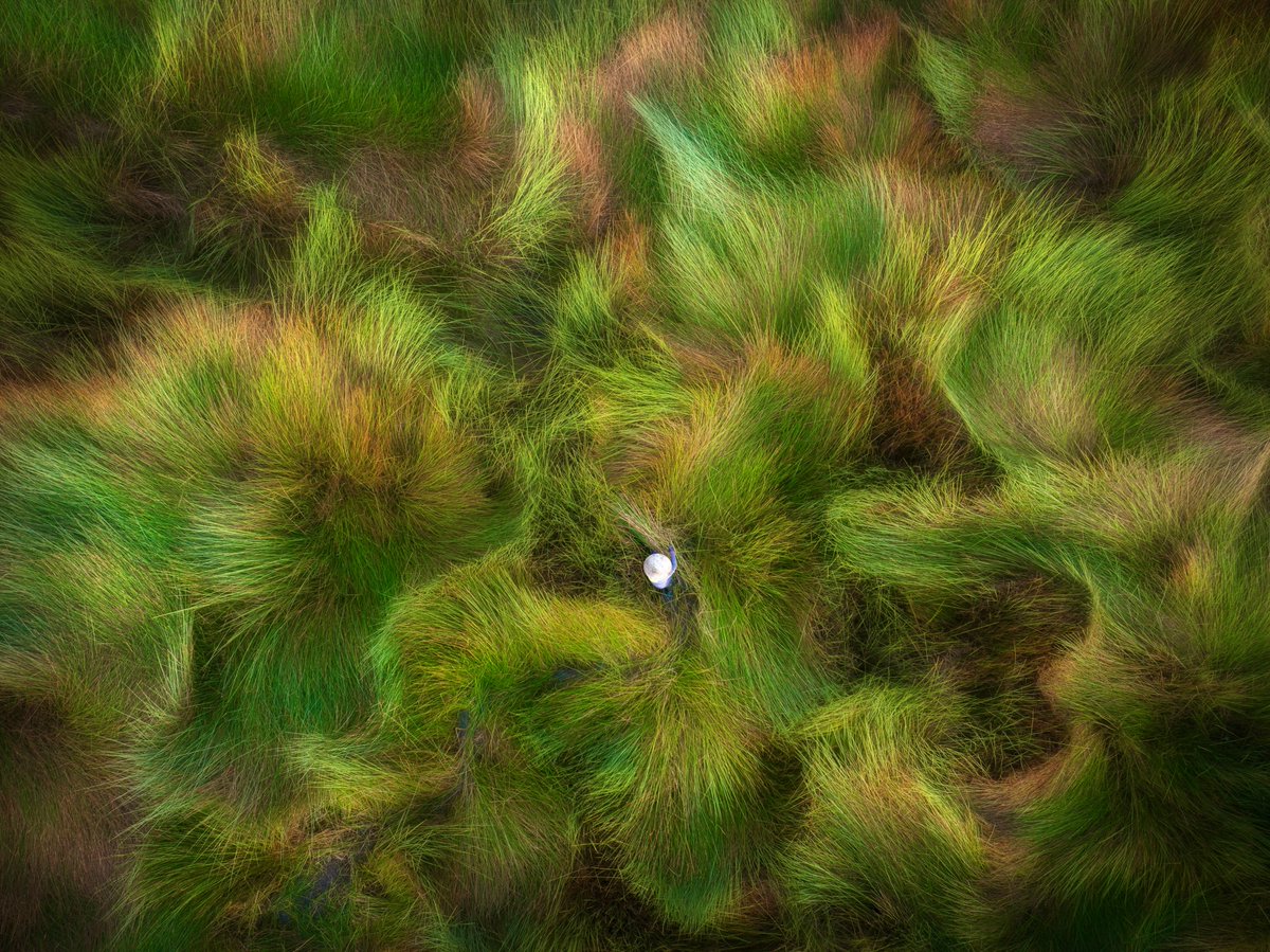 frasesdemanueh1's tweet photo. Grass Waves” in Vietnam’s Mekong Delta: freshly cut grass bundles ripple like emerald, gold, and copper across the fields, turning everyday agriculture into an abstract landscape of color and texture. https://t.co/b5elEDUjQU