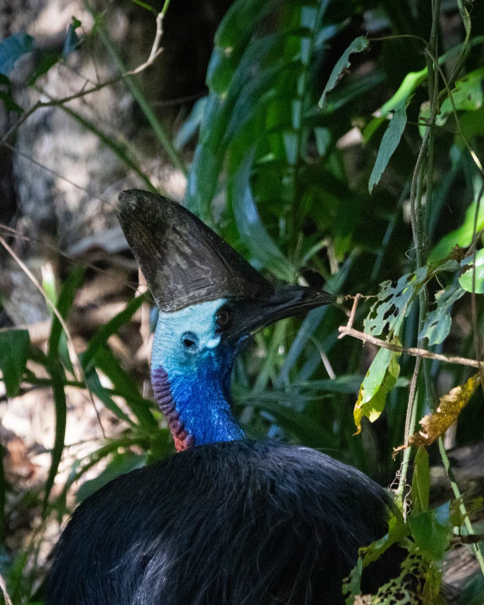 mailra's tweet photo. The final post in this cassowary series! From tropical beaches to fly-bitten rainforests, the search was stressful, frustrating, fun, and unforgettable. The payoff speaks for itself. Stick around for what’s next! https://t.co/QHzT8YUaGX