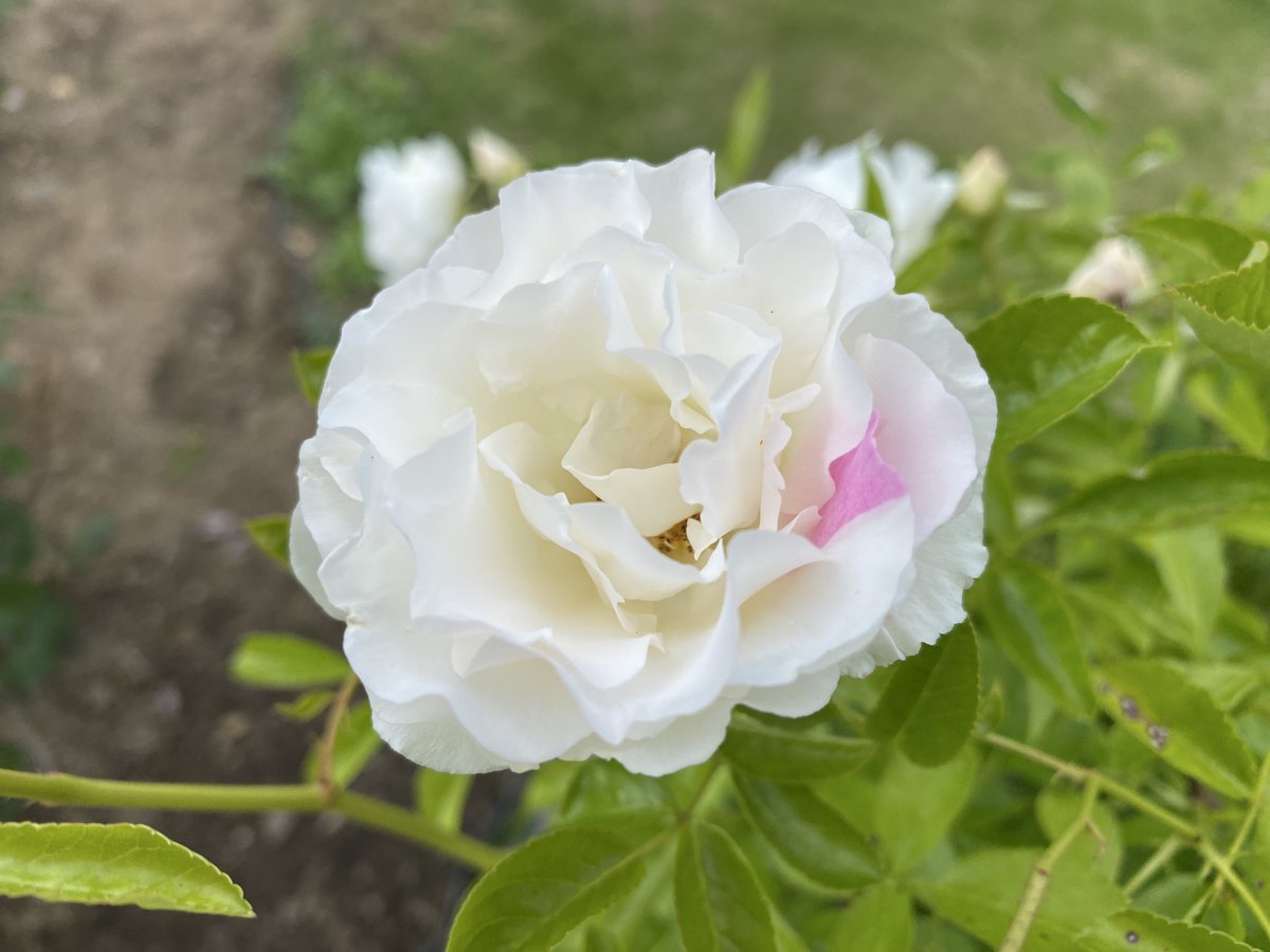 BlueOcean_Earth's tweet photo. 「アイスバーグ」
#バラ #薔薇 #ばら #花 #rose #flower https://t.co/oRzLUcQmk5