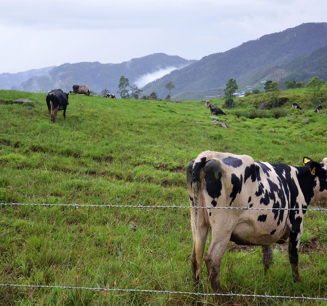 fslariss's tweet photo. Wake up above the clouds in Kundasang, then end your day by the sea in Kota Kinabalu. Enjoy a 4D3N Sabah escape with Desa Dairy Farm, Poring Hot Springs and Kinabalu Park from only RM935. Everything arranged, just enjoy the journey. https://t.co/dFVhuGUBAl
