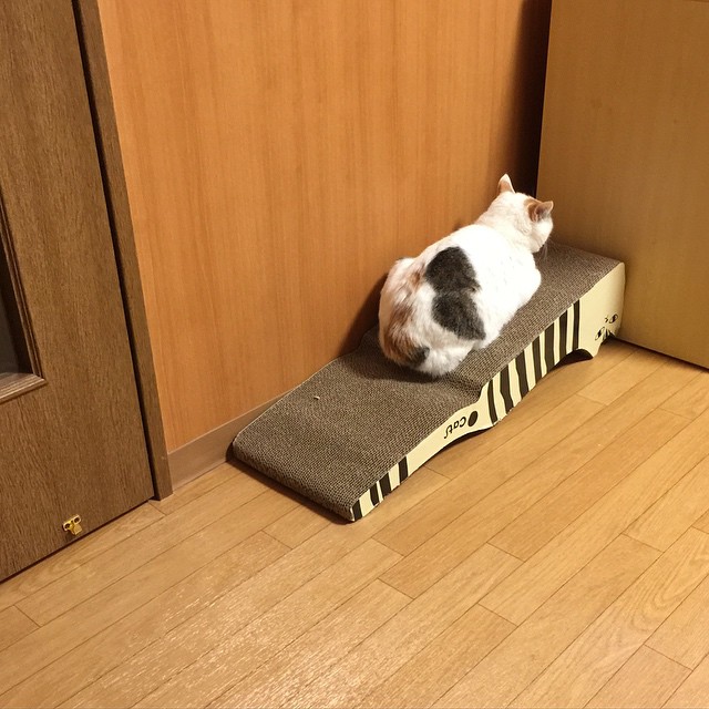 RebbecaCruk9v's tweet photo. 孤立を選ぶ姿勢は、時に最も理にかなっているのかもしれない。 https://t.co/WwGGqCD61I