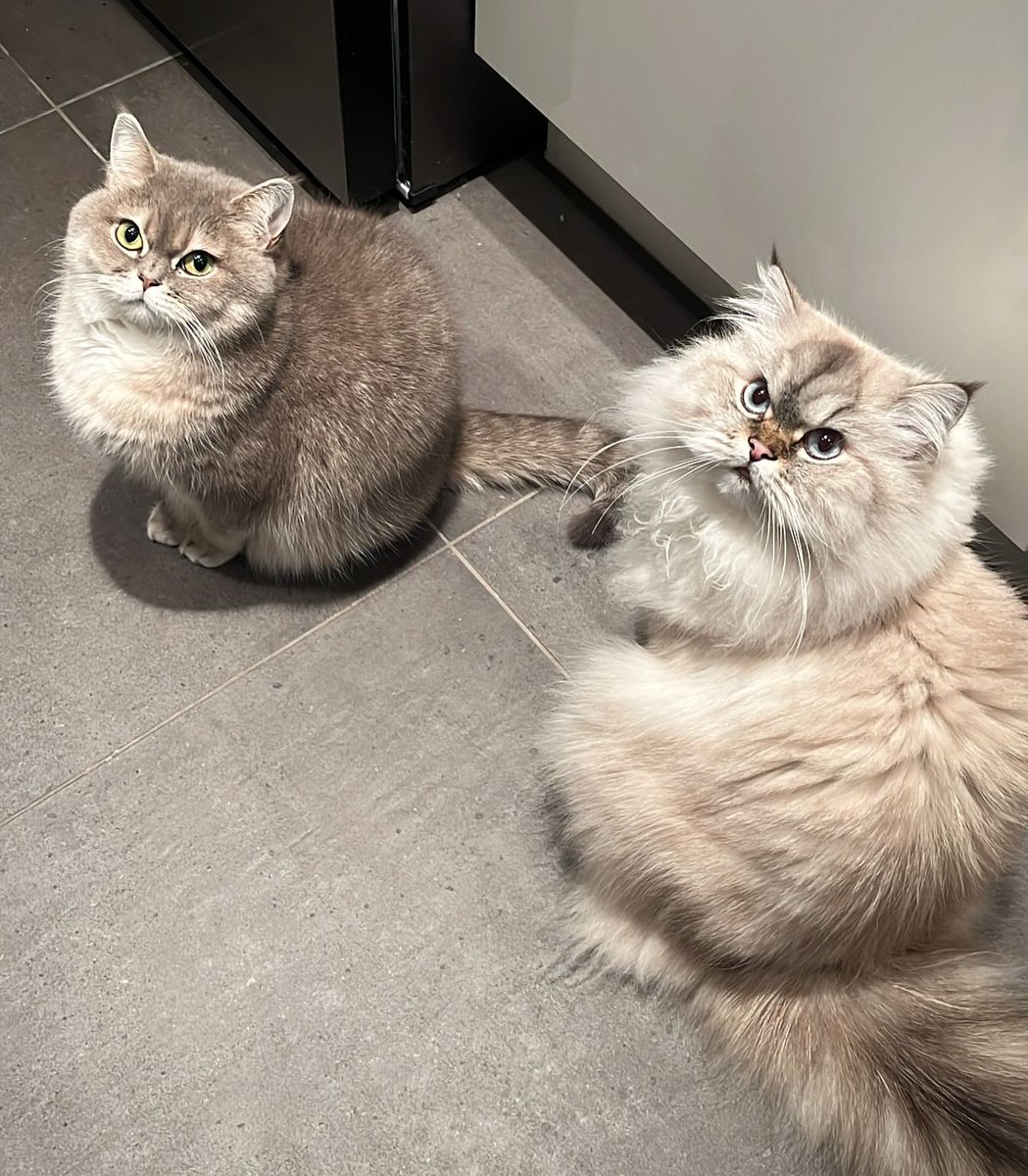 PerseNvSullipFJ's tweet photo. Just two tiny paws waiting for a big meal, Coco. https://t.co/Rc6SUc9GdL