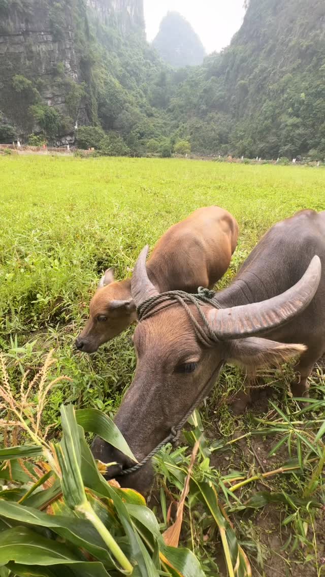 ErwinEnglebert's tweet photo. You came for the mountains. You stayed for the buffaloes. A day in Dundj Valley means boat crossings, feeding buffaloes, sharing stories with a local family, and discovering Ninh Binh’s quieter side. https://t.co/VP0iYZCDMA