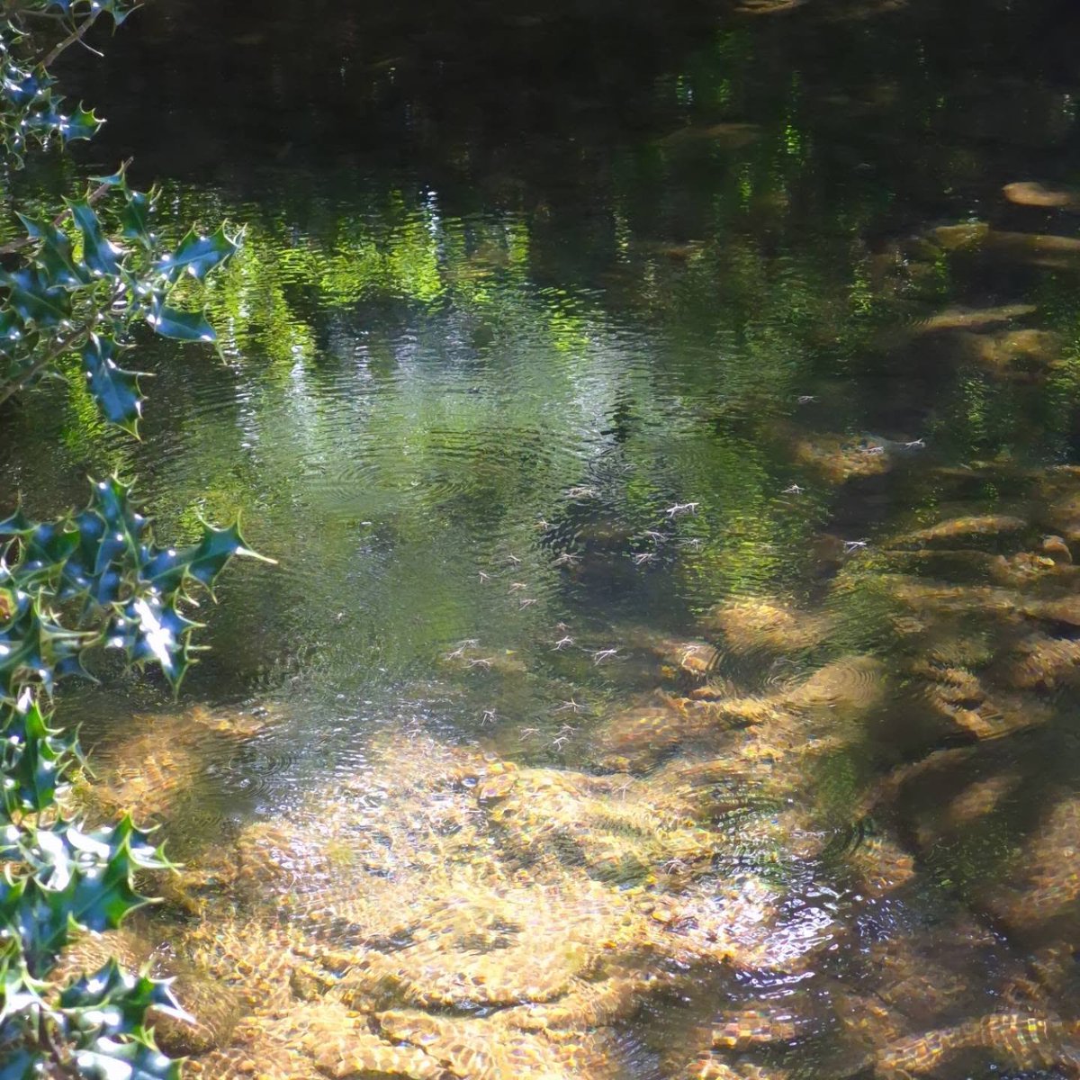ukeGall928045's tweet photo. Such pretty ripples—pond skaters and minnows drifting through the river. https://t.co/qZW7S4CqQM