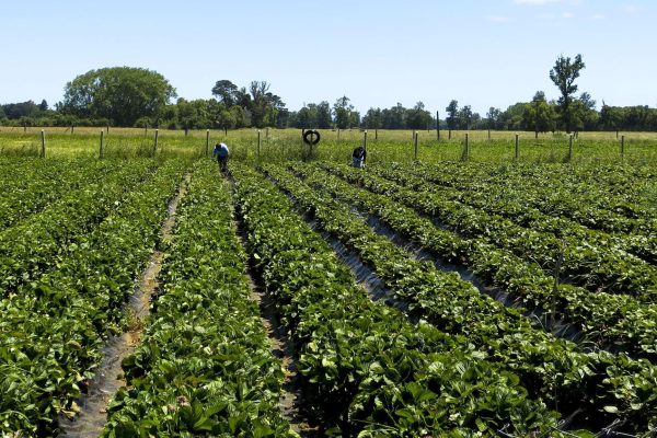 Efeagro tweet picture