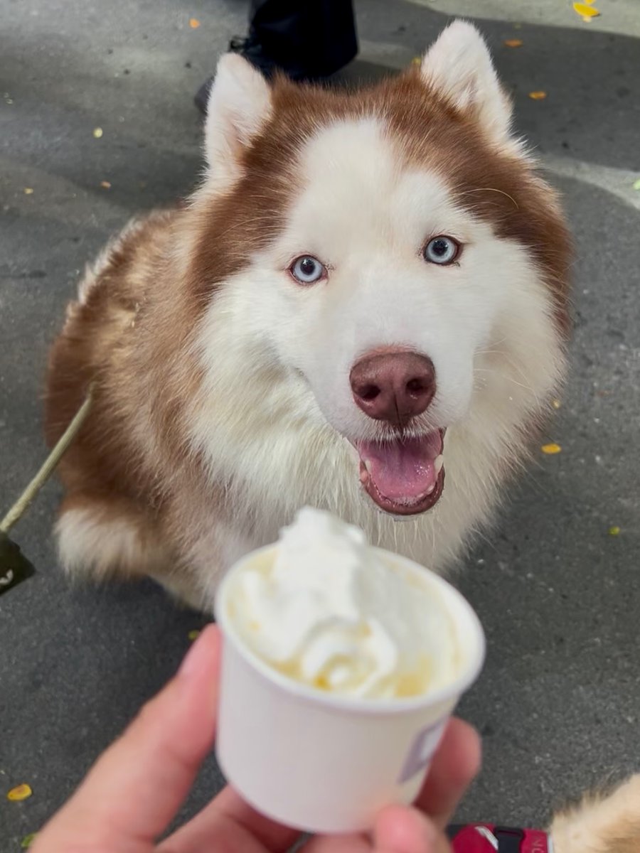 verleeC922404's tweet photo. Thank you, Woo Paw, for the puppuccino at @wkndcoffee. https://t.co/PywYjLiK1j