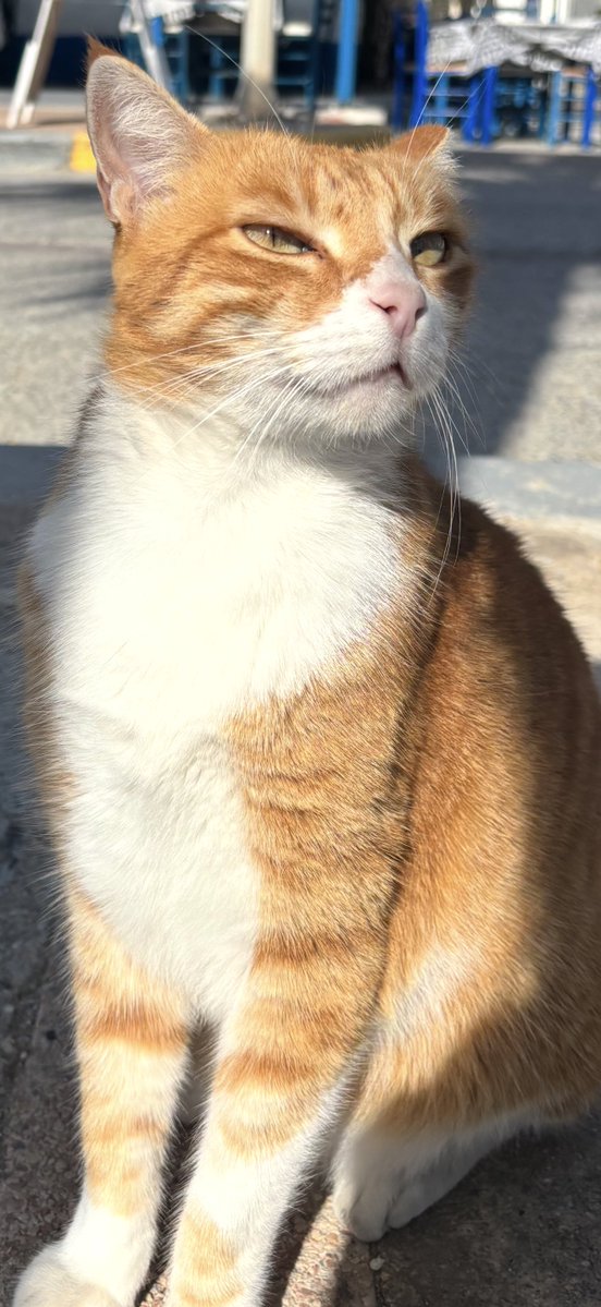giftedrascal's tweet photo. @rednuoPdnuorG I saw her near the beach! Doppelganger https://t.co/7tyQifAwlC