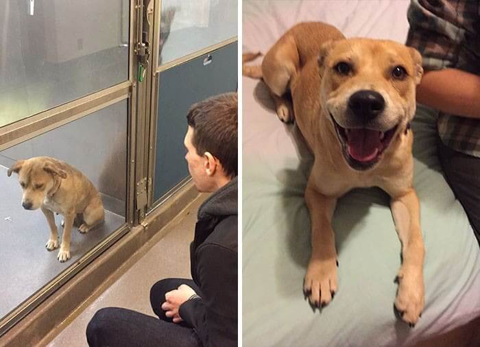 JimmyJoeYam's tweet photo. NATIONAL MAKE A DOG'S DAY (October 22) is a reminder to animal lovers everywhere to adopt instead of buying.
 
Visit a shelter to see why adopting will make the world a better place.

Check out these before and after adoption pictures.

#MakeADogsDay
#thursdayvibes https://t.co/fzm7DptAtX