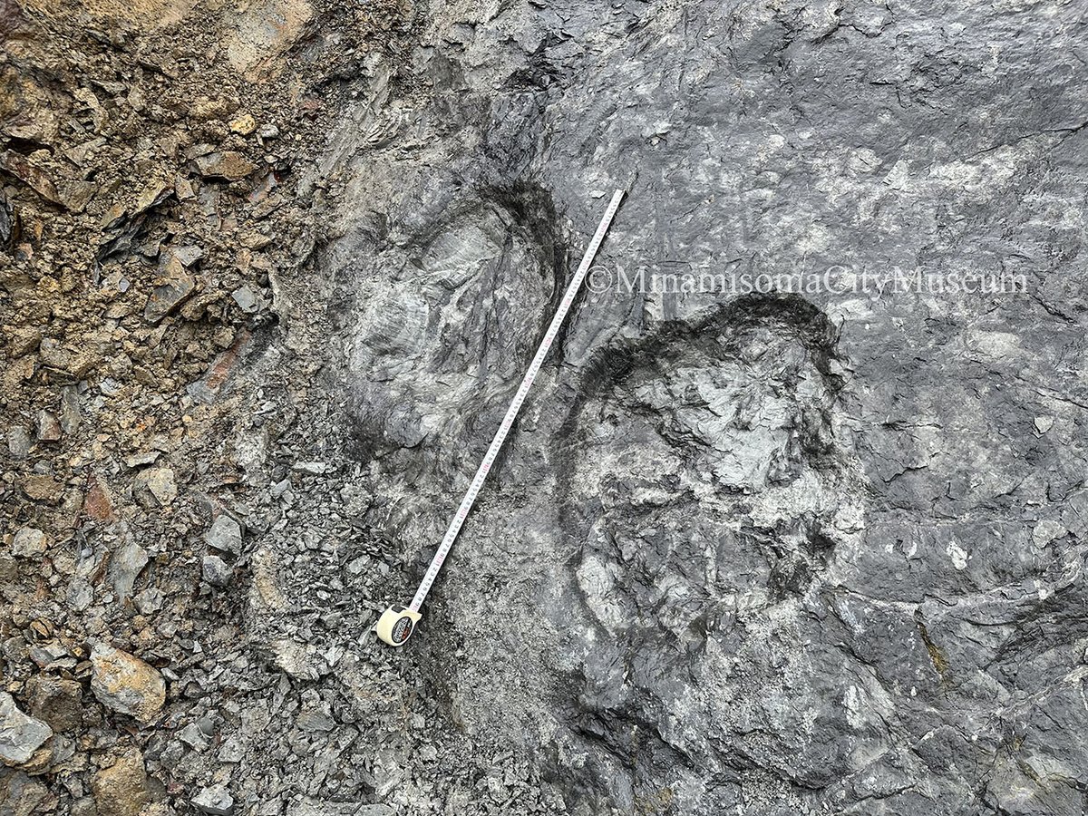 MinamisomaMuse's tweet photo. 【速報】日本のジュラ紀最大の恐竜足跡化石を発見🦖
福島県南相馬市の約１億6,000万年前の地層から、長さ約70cmの恐竜の足跡化石が見つかりました！
今回の調査では10点以上を発見。恐竜が生きた時代の環境や生態を解き明かす重要な手がかりです。
#恐竜 #化石 #ジュラ紀 https://t.co/T7tlhTmM8v