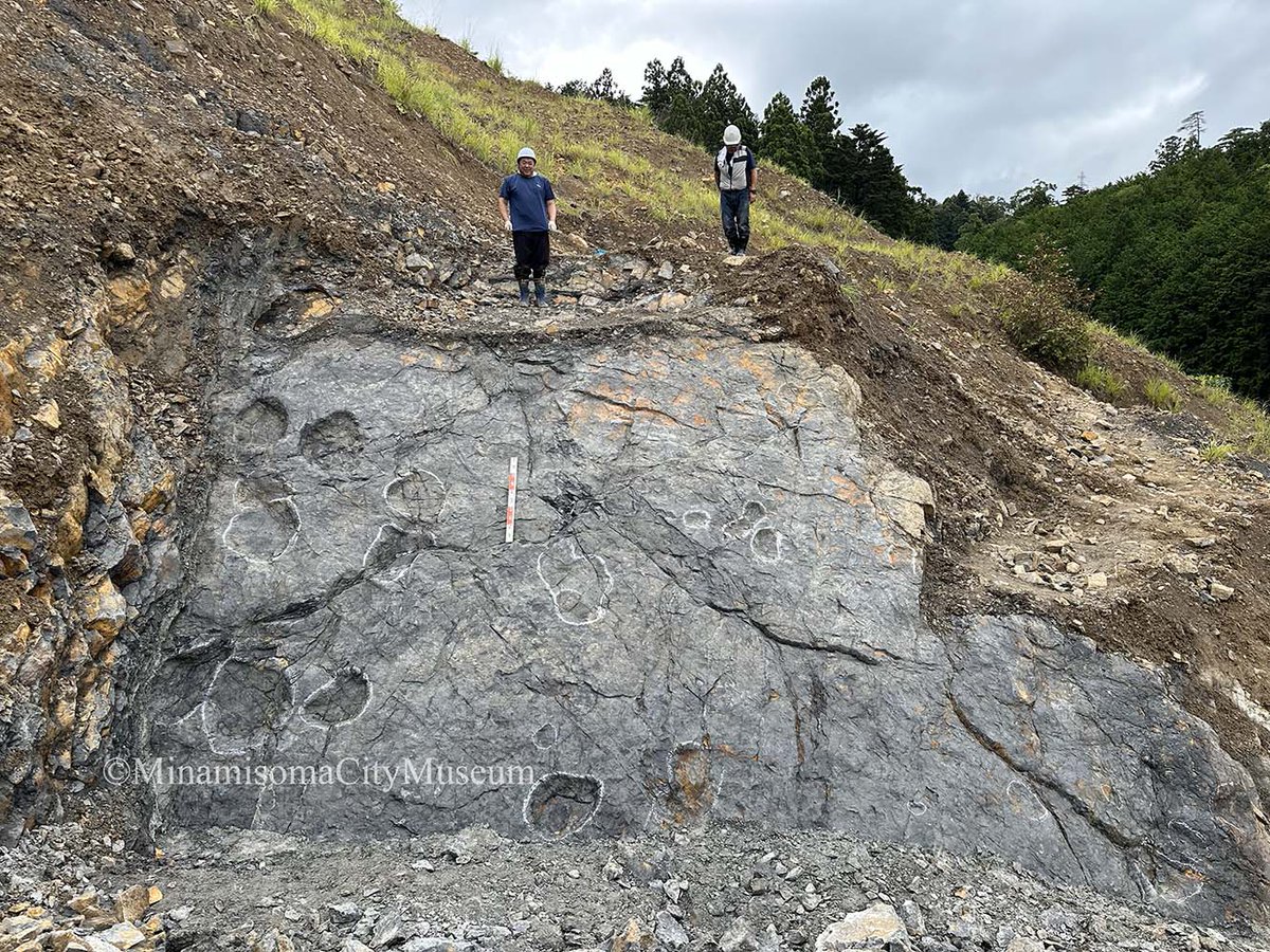 MinamisomaMuse's tweet photo. 【速報】日本のジュラ紀最大の恐竜足跡化石を発見🦖
福島県南相馬市の約１億6,000万年前の地層から、長さ約70cmの恐竜の足跡化石が見つかりました！
今回の調査では10点以上を発見。恐竜が生きた時代の環境や生態を解き明かす重要な手がかりです。
#恐竜 #化石 #ジュラ紀 https://t.co/T7tlhTmM8v