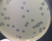 iplacsic's tweet photo. 🧀🦠 Los fagos también forman parte de los alimentos.
En el @iplacsic hace 25 años que estudiamos las bacterias lácticas y sus fagos, buscando comprender su biología y aprovechar su potencial para mejorar la seguridad y calidad de los alimentos fermentados. https://t.co/TQsHaSgneM