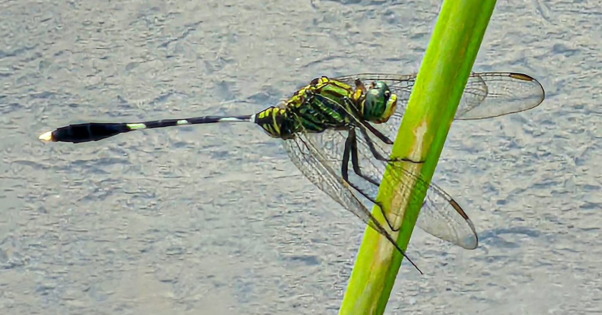niggermann's tweet photo. Slender Skimmer (Orthetrum sabina) in the HCM Cooking Class gardens, Ho Chi Minh City. A common Vietnamese dragonfly, recognized by its green-black markings, green eyes, and distinctly slender abdomen. https://t.co/QndPle0fIy
