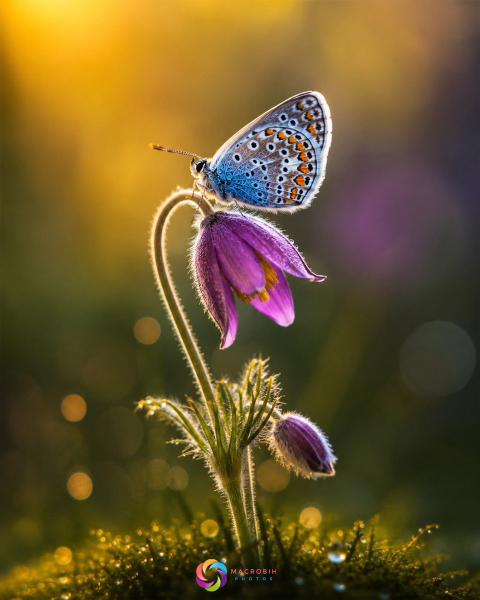 PoppiekRosnx's tweet photo. A peaceful moment, painted by nature🦋💜

#Butterfly #InsectThursday #DigitalArt #Photography #Flowers https://t.co/TrkWvTvlgA