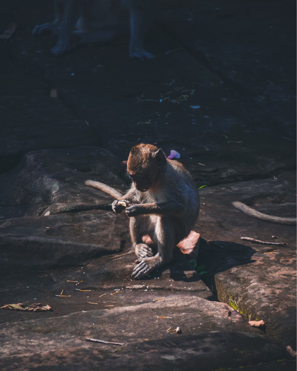 AdabpHessUnT's tweet photo. Monkeys are endlessly fascinating—smart, social, and full of personality. https://t.co/ef0WKlxCXI