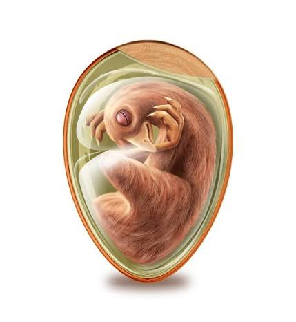 MatthiusIX's tweet photo. @Antoni678908 @GamingTheDuke @mateuszochman Zanim z jajka będzie kura, po drodze jest pisklę.
Czy pisklę w jajku jest częścią ciała kury? https://t.co/PSmn3w4Ves