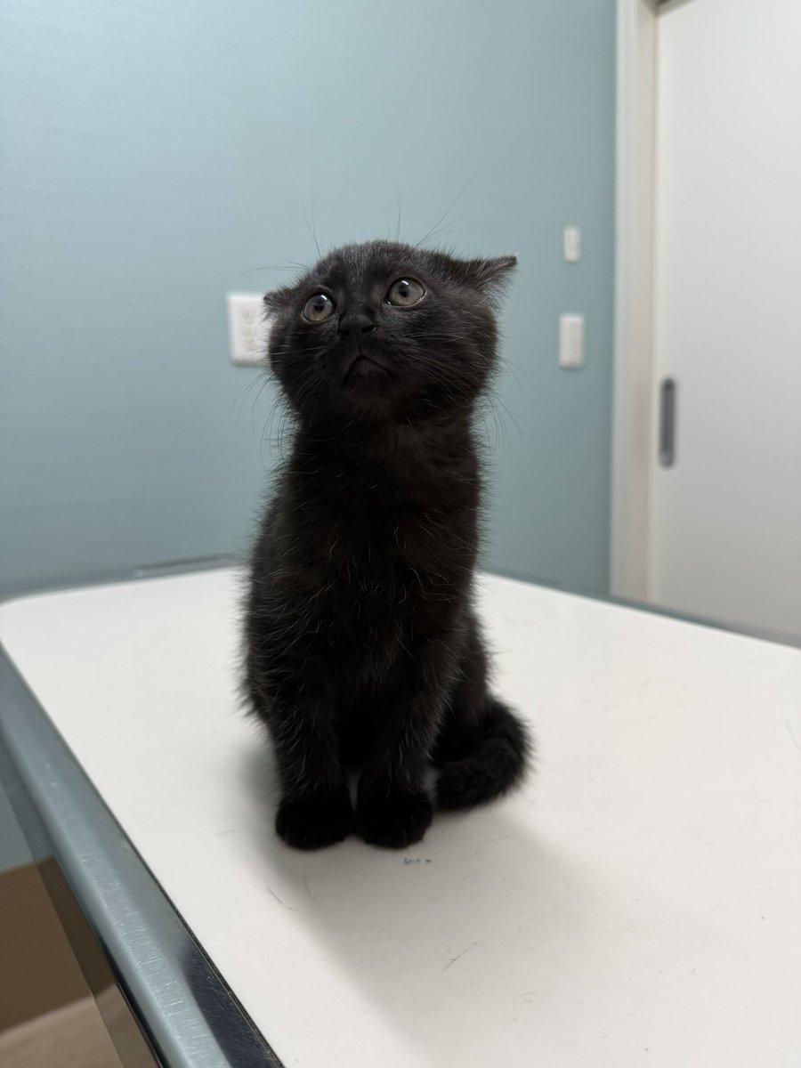 timicyo's tweet photo. 検査されてしおしおしてる https://t.co/7FLR4dpBLN