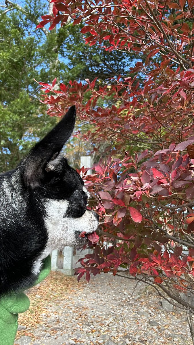 ISO__Container's tweet photo. 赤城山へ紅葉🍁を見に行ってきました
風が強く体感温度は5℃くらいだった感じ
暖かい支度が必須です
快くん🐶は初めて見た赤い葉っぱの味見をしました https://t.co/XBD3XLCH4t