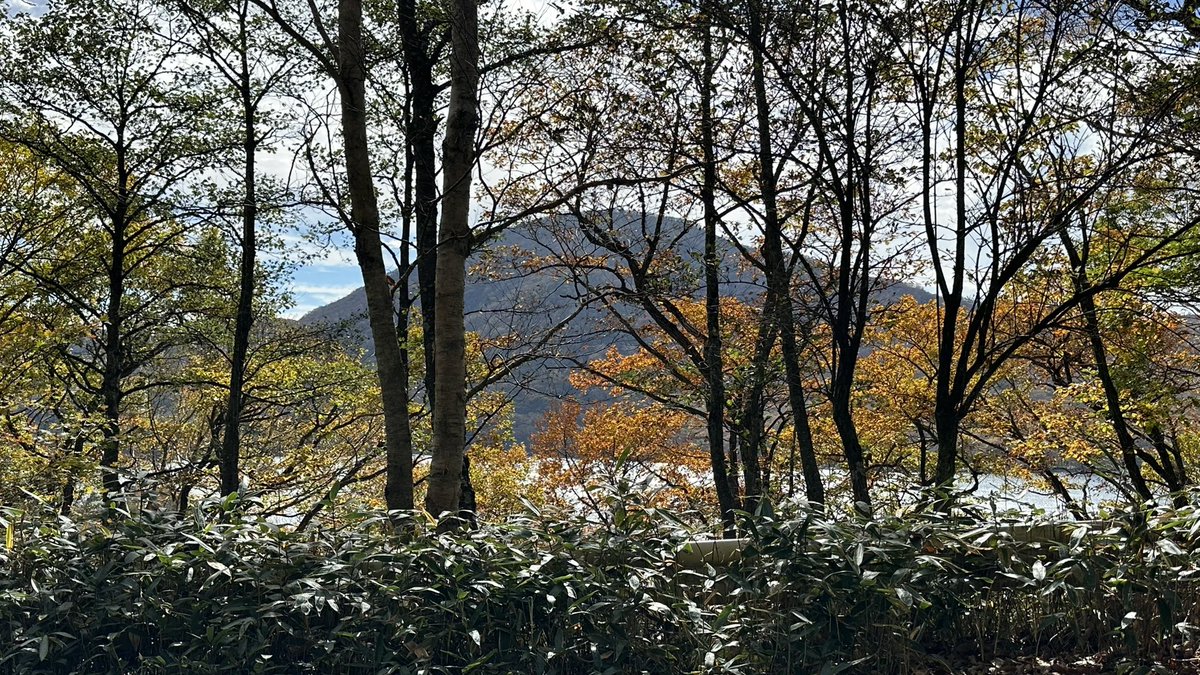 ISO__Container's tweet photo. 赤城山へ紅葉🍁を見に行ってきました
風が強く体感温度は5℃くらいだった感じ
暖かい支度が必須です
快くん🐶は初めて見た赤い葉っぱの味見をしました https://t.co/XBD3XLCH4t