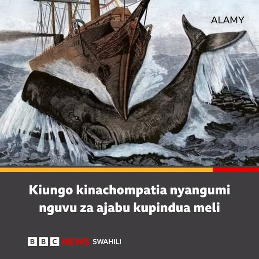 bbcswahili's tweet photo. Ni kiungo kipi cha ajabu cha nyangumi kinachomwezesha kuzamisha meli?
https://t.co/cpKSoP5WGc https://t.co/ioYG75Qwqb