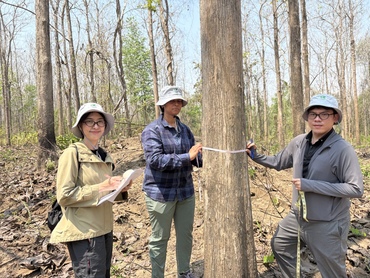 itto_sfm's tweet photo. 🌳  Can plantation-grown teak match natural forest quality?

At a recent ITTO webinar, experts from @brin_indonesia and @kasetsart_ku compared the properties of natural and plantation teak and explored the promise of "super teak".

🔗 Read more: https://t.co/K8MSqhXcjU https://t.co/pNKY2HA9at