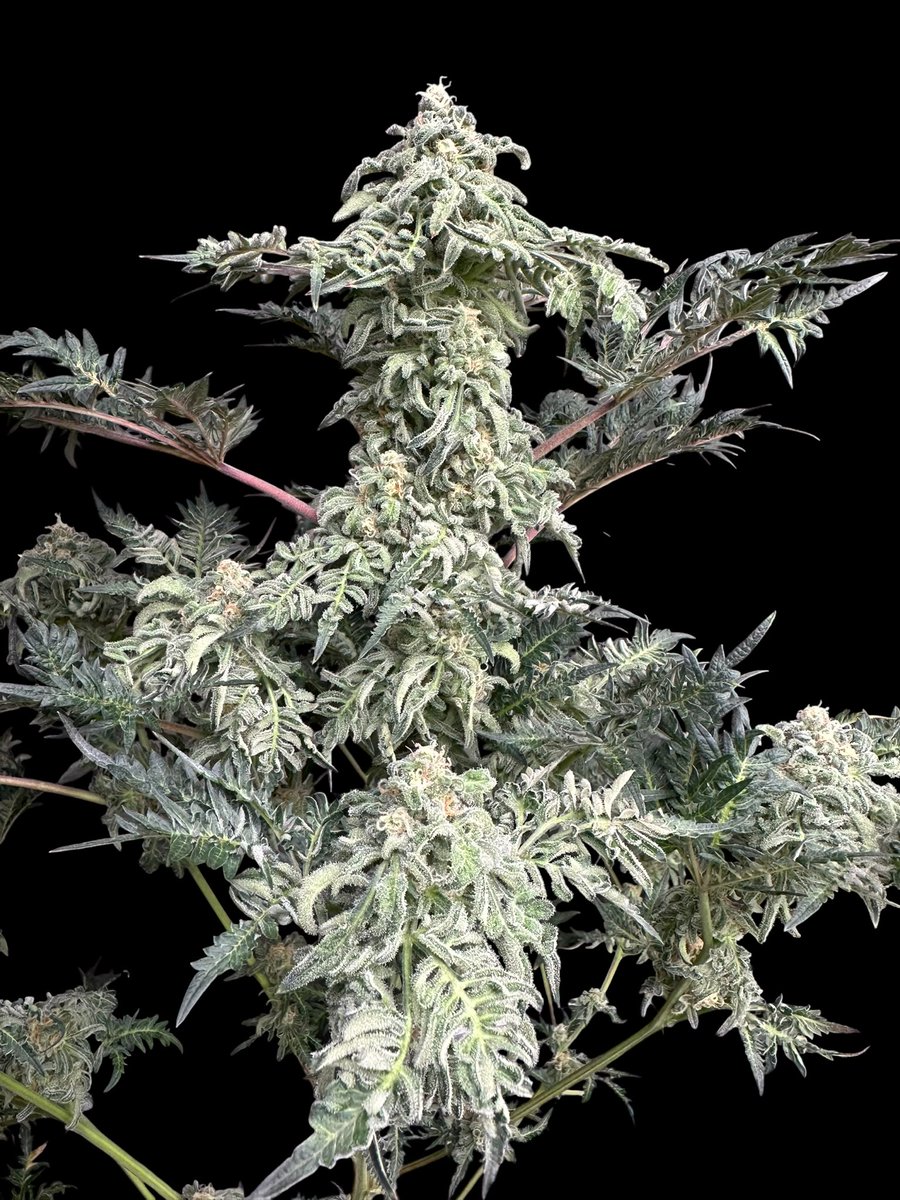 TerpyzGenetics's tweet photo. 👽 The Reek 👽

Mentha de Kosher x Mentha de Croco Bx1

Skunky chem lead the nose. The Kosher side adds dank stinky depth, while Mentha de Croco Bx1 layers in hazy chem and exotic funk. The flavour follows the nose: sharp loud funk upon inhale, chem and skunk on the exhale. 🦨💚 https://t.co/iDY70wcb87