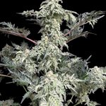 Photo by TERPYZ MUTANT GENETICS (@TerpyzGenetics)