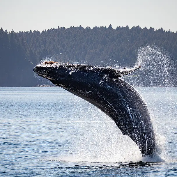 protectedplanet's tweet photo. Achieving 30x30 for our oceans is about far more than just tallying up hectares

The tools, knowledge, and proven practices for effective marine conservation already exist

Learn more in WWF new report, Beyond the Percentage: Delivering 30x30 in the ocean

https://t.co/2WOLEhtGNw https://t.co/WG2tl1K4Iz