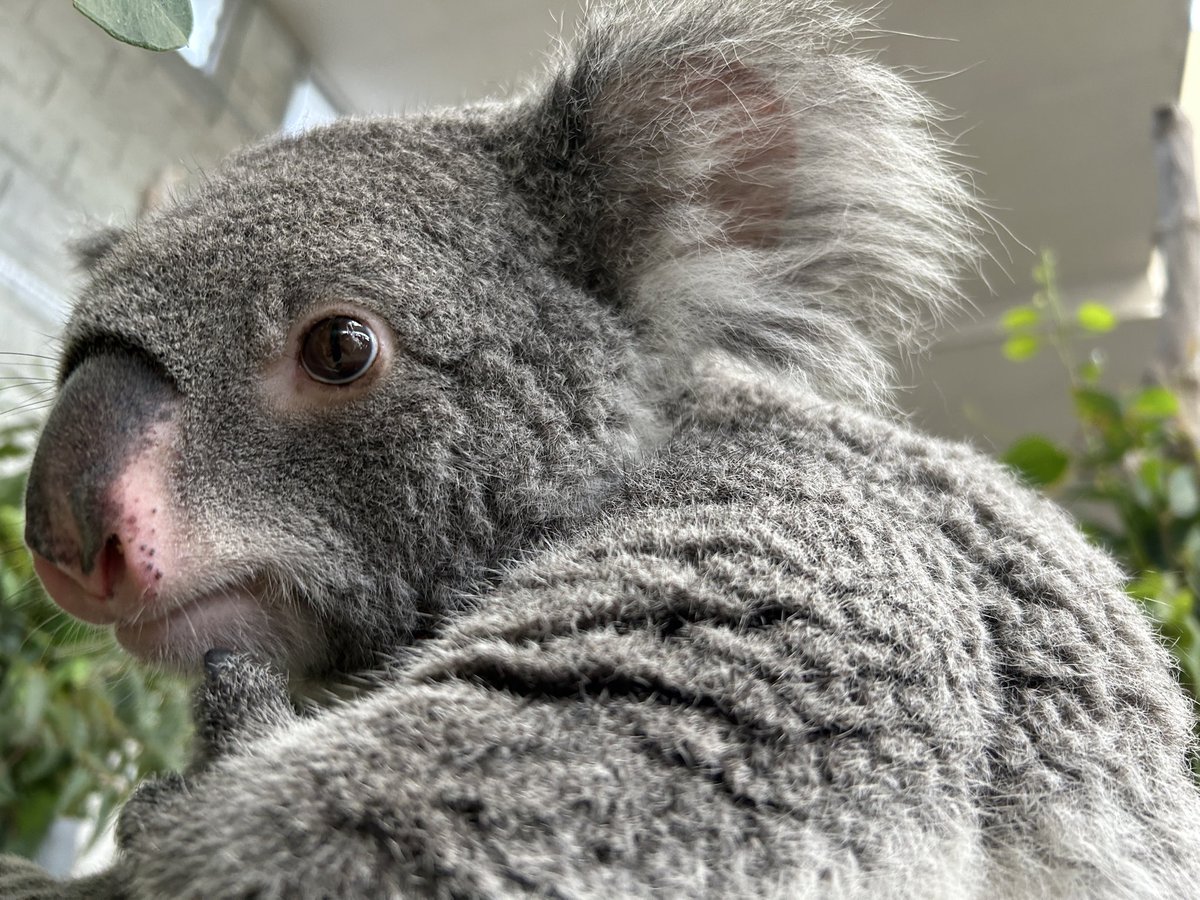 englandhill_zoo's tweet photo. コアラたちの気持ちいいときの反応はそれぞれ違って、首のリンパチェックをした後に胸のあたりを手でわさわさしてあげると多くのコアラたちは目を細めたり口元が緩んだりするんですが、こまちは真顔でゆ〜っくり体重をかけてくるのがほんとに愛おしくてどうしましょうか@(・●・)@
#コアラ #こまち https://t.co/0KKKXpPYp5