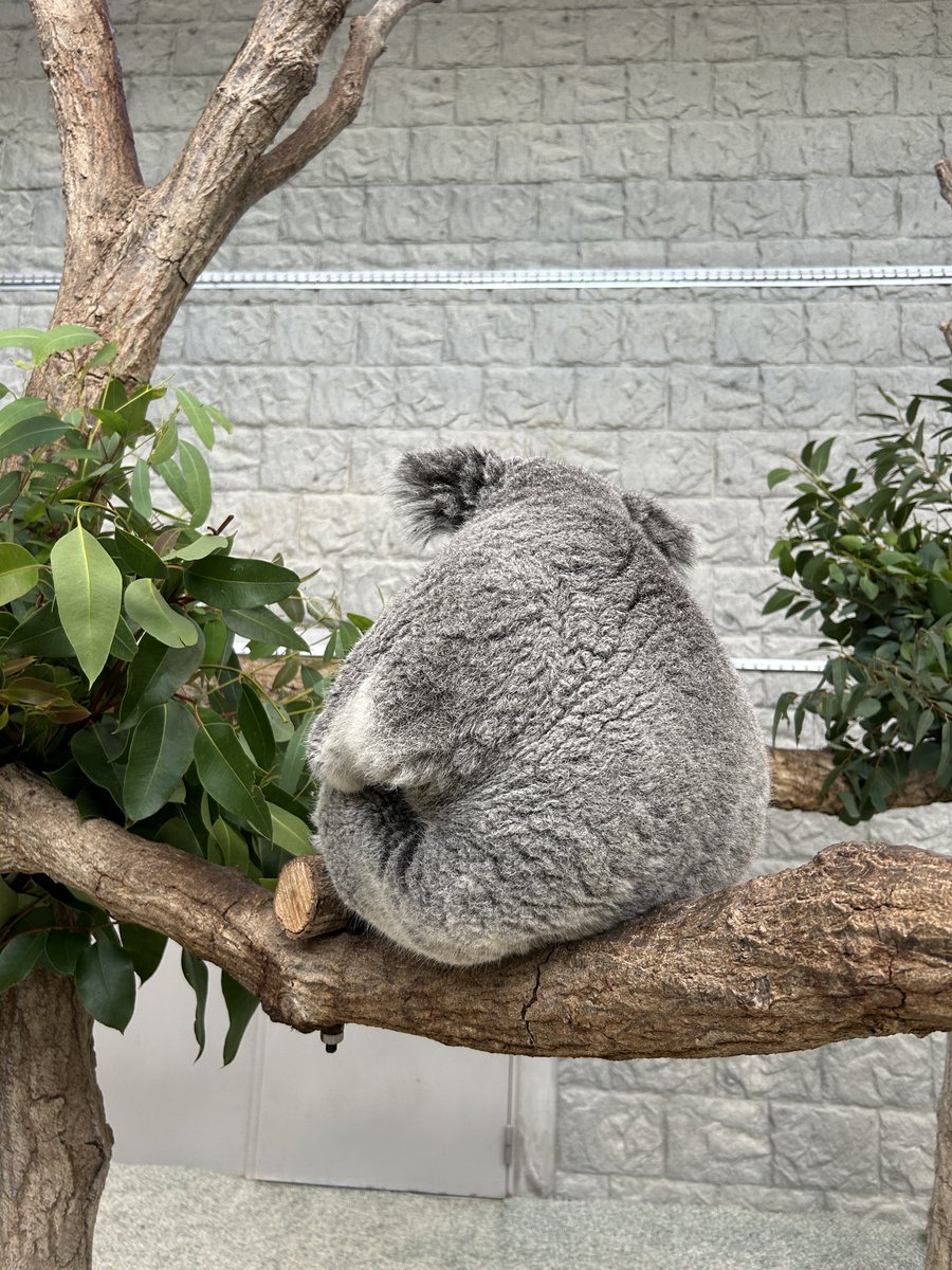 englandhill_zoo's tweet photo. コアラたちの気持ちいいときの反応はそれぞれ違って、首のリンパチェックをした後に胸のあたりを手でわさわさしてあげると多くのコアラたちは目を細めたり口元が緩んだりするんですが、こまちは真顔でゆ〜っくり体重をかけてくるのがほんとに愛おしくてどうしましょうか@(・●・)@
#コアラ #こまち https://t.co/0KKKXpPYp5
