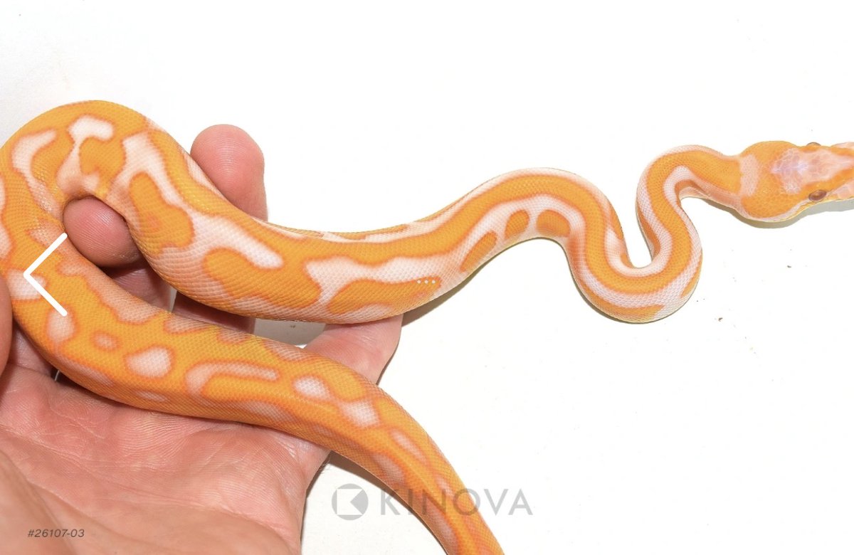 BPimportservice's tweet photo. 【KINOVA】

1.0 Enchi YB Blackhead Leopard Spotnose Lavender Het Clown

¥408,747

個体セレクトのご相談も可能です。
お問い合わせは、公式LINEより承っております。

#KINOVA
#ボールパイソン代行輸入便
#ボールパイソン
#Ballpython https://t.co/QXMcXdw9DU