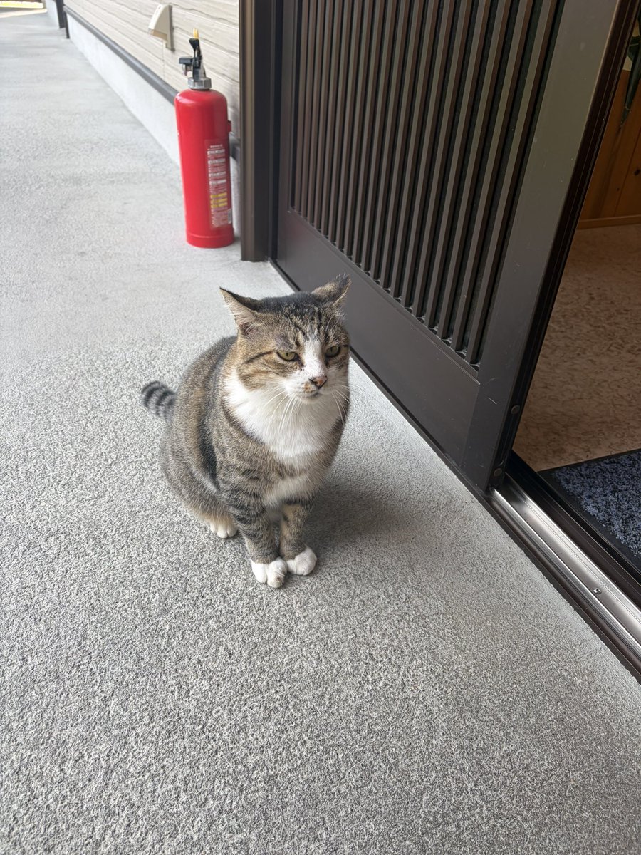 ldo7n's tweet photo. 猫が懐いて可愛いかったです🐈
お店の猫みたいです笑💞癒されました！

シールはDAISOにいって、犬シール2枚買いました！
ポメのシールとかないかなって最近探してます🥺ポメ好きです💞
ポメのハルクくん元気だといいな。。

あと、今日のご褒美は私が大好きな紅茶でした！これしか勝たん！ https://t.co/x9pXkojbdu