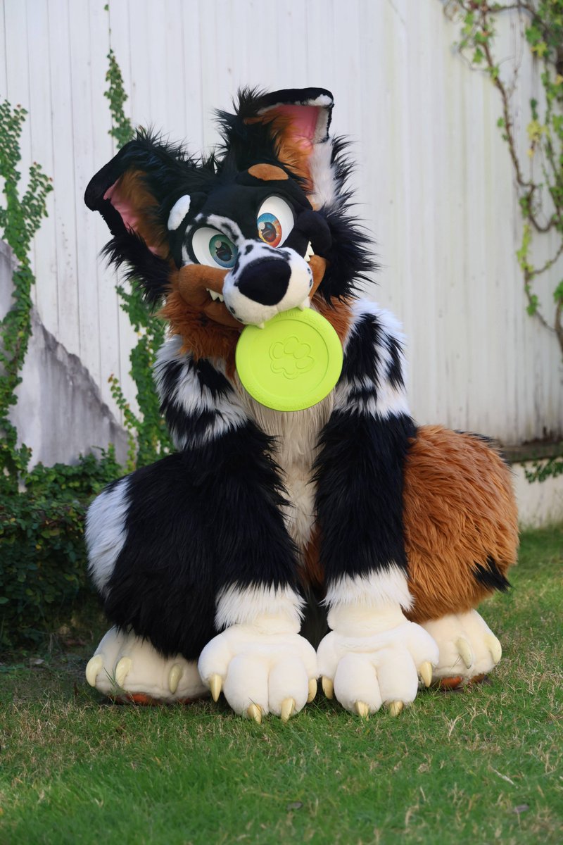 _riku_fur's tweet photo. #LopDaze #FursuitEveryday 
あそんでっ！あそんでっ！
取ってきたよ♪ https://t.co/vqBEWOhIFS
