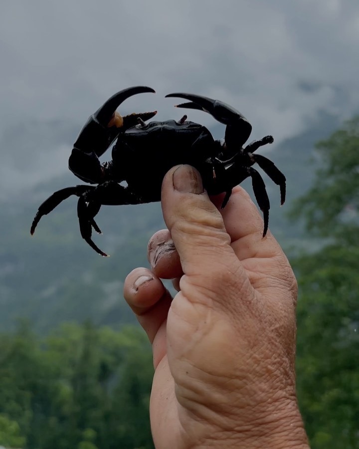 max37339915's tweet photo. Freshwater crabs in the Himalayas: Tihi https://t.co/fs83HkXbRL