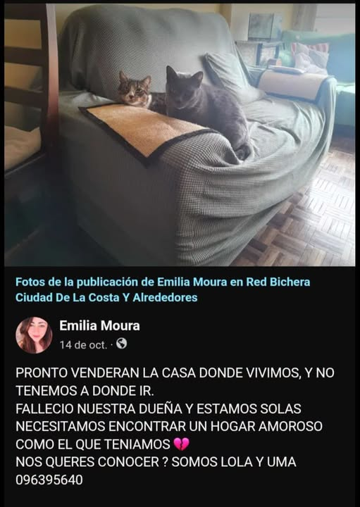 Mikamagic80's tweet photo. Pobrecitas
Porqué nunca hay nadie que se haga cargo de las mascotas?  Son dos gatitas ya educadas, si fuera mi vieja o mi tía o mi abuela, me las estaría llevando a casa aunque no pudiera con 4
No lo entiendo, no tienen corazón? https://t.co/rmrTrTmkKy