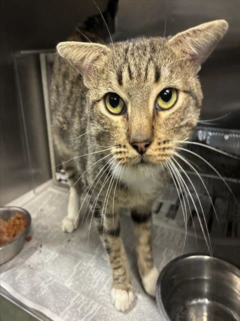lordi1960's tweet photo. https://t.co/sAP0cK6Yeq
❤️TRINDLE -- ID# A853157

Temperament: RESCUE ONLY & MEDICAL WAIVER
🆘🆘🆘🆘🆘
I am a male gray tabby and white Domestic Shorthair.

The shelter staff think I am about 1 year and 6 months old.

I have been at the shelter since October 06, 2026.

I will be available for rescue on October 14, 2026.

I am currently at Devore Shelter in San Bernardino County, California.

If you would like more information about this cat,
please visit or call:

Devore Animal Shelter
19777 Shelter Way
Devore, CA 92407
Voice: (909) 386-9820 - press 2