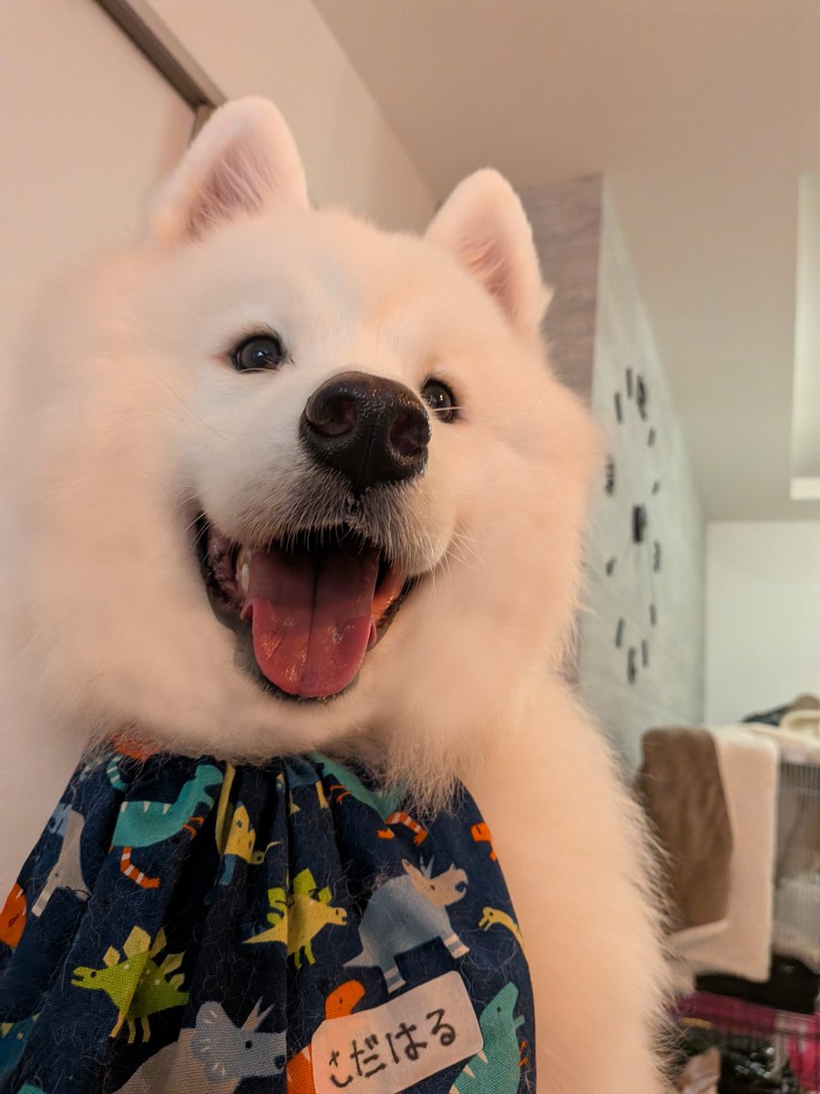 sadaharu__0905's tweet photo. もう2歳だけど、「顔が赤ちゃん」と言われるサモエド🐻‍❄️🍼

#サモエド https://t.co/ojiISLnphw