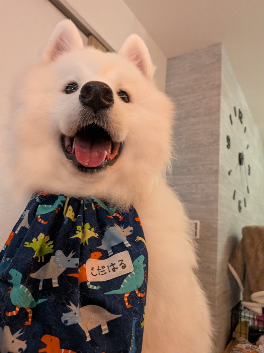 sadaharu__0905's tweet photo. もう2歳だけど、「顔が赤ちゃん」と言われるサモエド🐻‍❄️🍼

#サモエド https://t.co/ojiISLnphw
