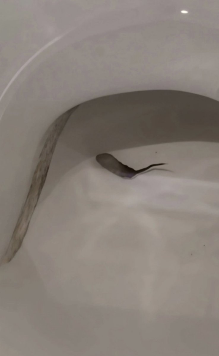luis_jessica508's tweet photo. ねぇ、これマジで何⁉️

夜中トイレ行って電気つけたら便器の中で何か動いてた、、、😭

こんなの初めて見たんだけど一体何なの？？

知ってる人いたら教えて下さい😭😭 https://t.co/eoeu3gzcpg