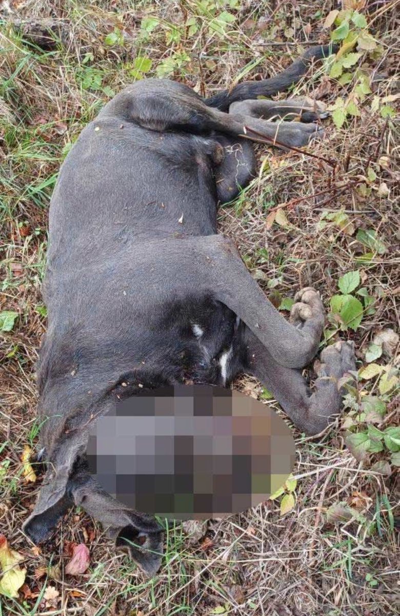 Perky_43's tweet photo. 🚨 RSPCA APPEAL | BRAINTREE – DEAD PUPPY DUMPED IN A DITCH

A young Cane Corso puppy was found dead in a ditch near Hollies Road, Braintree, on 17 September. The RSPCA is investigating the suspicious circumstances and urgently wants to identify the dog and trace his owner.

The puppy was a blue-grey male, around 11 months old, with two small white stripes on his chest.

Who did he belong to, and how did he end up dead in a ditch?

The RSPCA is appealing for anyone who recognises the puppy or witnessed suspicious activity or vehicles in the area to come forward.

📞 RSPCA appeal line: 0300 123 8018
Quote: Braintree Cane Corso

Please share. Someone may have vital information that could help establish what happened to this puppy.