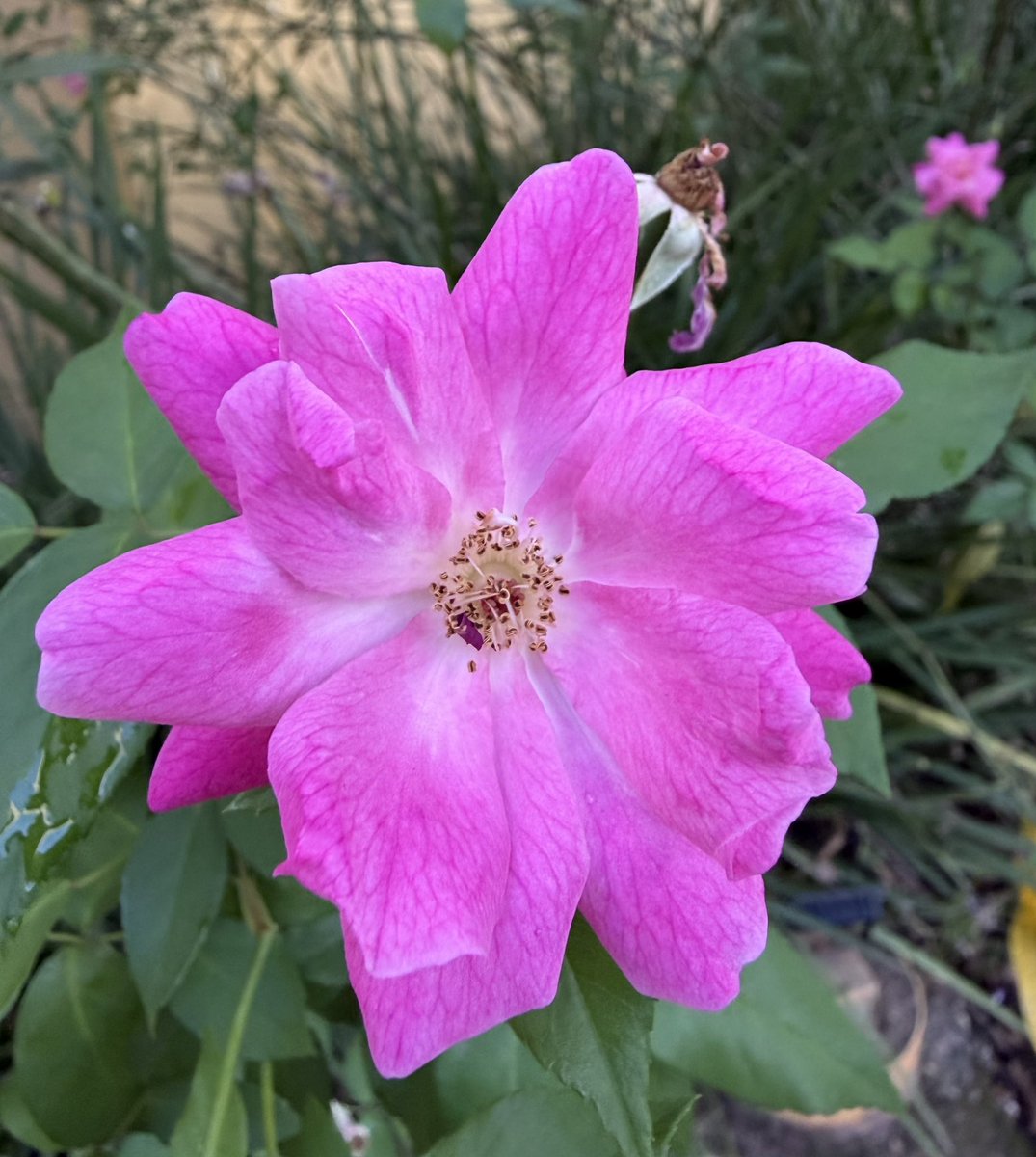 rafaelporcari's tweet photo. 🌺 Fim de #cooper!
Suado, cansado e feliz, alongando e curtindo a beleza da #natureza.
Hoje, com essas delicadas #plantas: #rosas.
🏁 🙆♂️
#corrida #treino #flor #flower #flowers #pétalas #pétala #jardim #jardinagem #flores #garden #flora #run #running #esporte #alongamento https://t.co/b13SftOkWq