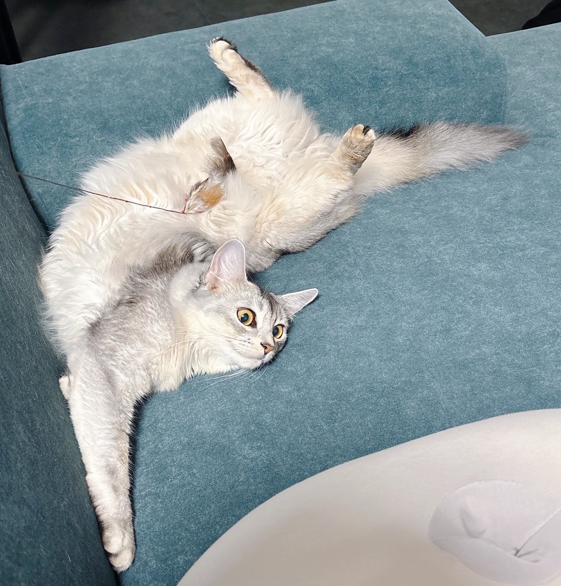 soba____531's tweet photo. ウネウネしてるわりに全然おもちゃ追えてなくてどんくさかわいい🦭おなかにありますよ https://t.co/46i1wZNDyZ