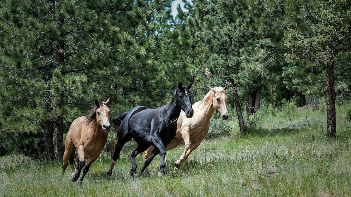 Slatefr's tweet photo. Comment des soldats américains et allemands se sont alliés pour sauver 600 chevaux de la Seconde Guerre mondiale :
https://t.co/ysIuvc4pru https://t.co/v9nKaK5DGB