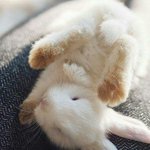 Photo by 🐾 Adorable Animals 🐾 (@AdorbleAnimals)