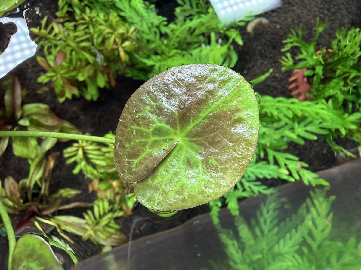 minatokusa1's tweet photo. Nymphoides indica Morowali
PP-240819-2 Sulawesi Tengah

スラウェシ！ガガブタ！

#みなと水草
#Nymphoides https://t.co/hOgw53MTw5