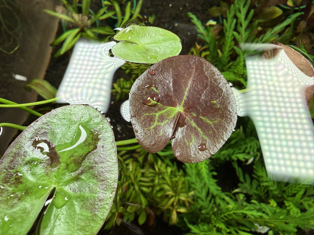 minatokusa1's tweet photo. Nymphoides indica Morowali
PP-240819-2 Sulawesi Tengah

スラウェシ！ガガブタ！

#みなと水草
#Nymphoides https://t.co/hOgw53MTw5