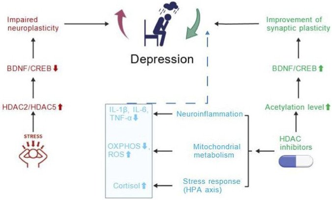 dr_robinmalloy's tweet photo. HDAC-mediated mechanisms in depression and therapeutic intervention. Chronic stress increases HDAC2/5 activity, leading to reduced histone acetylation, suppression of BDNF/CREB, impaired synaptic plasticity, and depressive phenotypes.
https://t.co/F6FyA6eh4Y
#Epigenetics #neuro https://t.co/Q7XkhyrC1w