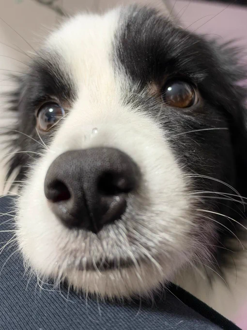 Image from Cuties Puppies (@cutiespuppies)