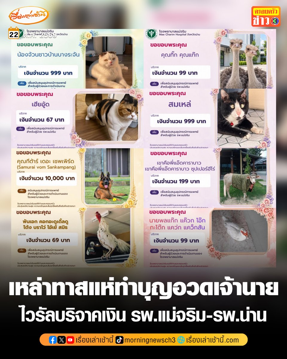 MorningNewsTV3's tweet photo. ไวรัลใจฟู! เหล่าทาสแห่บริจาคเงิน รพ.แม่จริม-รพ.น่าน ได้บุญแถมได้พื้นที่อวดเจ้าหนาย

วันที่ 22 ต.ค.69 เป็นกระแสไวรัลในโลกออนไลน์ เมื่อเพจเฟซบุ๊ก โรงพยาบาลแม่จริม จังหวัดน่าน และเพจโรงพยาบาลน่าน เปิดรับบริจาคเงินเพื่อสนับสนุนอุปกรณ์การแพทย์สำหรับผู้ป่วย พร้อมทำภาพอนุโมทนาบัตรโพสต์ขอบคุณแก่เหล่าผู้ใจบุญ

สิ่งที่เรียกรอยยิ้มเป็นอย่างมาก ภาพขอบคุณของทั้ง 2 โรงพยาบาล กลายเป็นพื้นที่อวดเจ้านาย โดยเหล่าทาสใช้ภาพและชื่อสุดน่ารักของน้องๆ ทั้งน้องหมา น้องแมว ไก่ เป็ด หรือแม้แต่วัว ที่ผู้บริจาคตัวจริงนำมาโชว์แทน จนชาวเน็ตถึงกับต้องเข้าไปแสดงความคิดเห็นกันยกใหญ่

ทั้งนี้ การบริจาคเงินให้กับโรงพยาบาล สามารถนำไปลดหย่อนภาษีได้ 2 เท่า

#เรื่องเล่าเช้านี้ #ครอบครัวข่าว3 #ข่าวโซเชียล #ทำบุญโรงพยาบาล